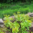 달오름마을영농조합법인 이미지