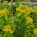 정선고등학교 이미지