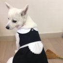 강아지가정부