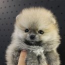 안녕,댕댕아 이미지