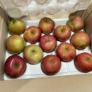 안동청과 | 믿고 먹는 보배청과 국내산 꿀사과 구매후기