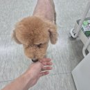 호매실네일아트 꼼꼼하게 해주는곳 네일하로아