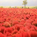 연천 뎁사리(공원) 축제 이미지