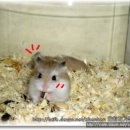 여주-0886 Daum카페