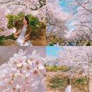 (주)제이더스화학 | 인천 벚꽃 명소 SK석유화학 벚꽃동산 개화 상황 주차 정보