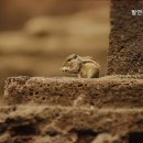 평리고시원