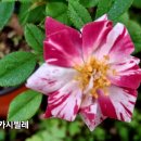 봉숭아