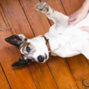 강아지집 이미지