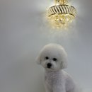 아르펫살롱 이미지