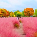 핑크뮬리도 단풍도 끝이 안 보여요… 40만 평 전부 가을빛으로 물든 산책 명소 이미지