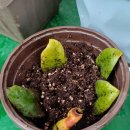 단정하개 이미지