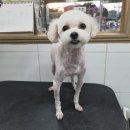 개똥아부탁해 이미지