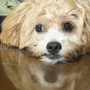 우리집 반려견 이해하기(행동코칭) | 강아지 방문훈련 실패 행동교정 공부 중 훈련사 코칭 후기