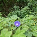 중계본동 이미지