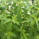 외갓집농장 이미지