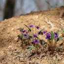 완산제비꽃 Viola × wansanensis Y.N. Lee 이미지