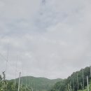 🍎 산사태를 이겨낸 감홍사과, 다시 희망을 맺었습니다 이미지