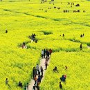 낙동강관리본부 대저생태공원 3 이미지