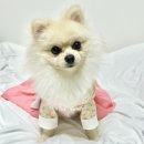 강아지 한복 <b>몸빼</b> 특이한 옷 소형견 내돈내산 후기 :: 페피랜드