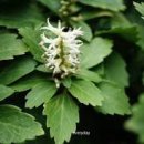 산야초 Daum카페