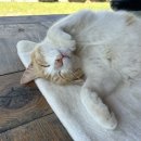 맘스주막 이미지