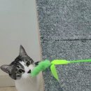 냥냥호텔 이미지