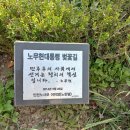 노무현 대통령 벚꽃 길(인천 계양 서부천변,20240407) 이미지