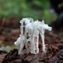 노고단-16 이미지