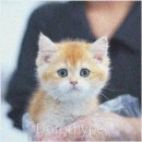 도로시 펫 네이버블로그