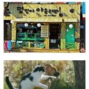 멍멍&야옹 이미지