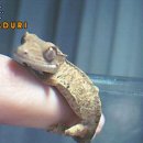 돼랑이 - 칠곡군 북삼로 96 | 돼랑이