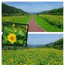 용소폭포 해바라기 이미지