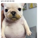 해피럭키 이미지