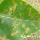 성보축산 | 종자 살균제 삼공 스포탁의 화훼 작물 사용 후기