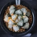 만상 Daum카페