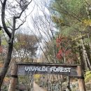 강원도 홍천 단풍 명소ㅣ두릉산 자연휴양림ㅣ비발디 포레스트