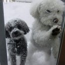 신도시동물병원 이미지