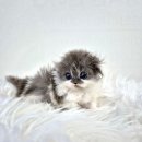 수원고양이분양 드림캣 안심분양센터 이미지