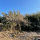 광석면 사월1리마을 이미지