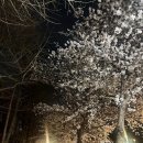 사수초등학교 | 인스타 난리 난 벚꽃 포차 🌸 공덕역 노포 거리에서 꽃비 맞으며 술 한잔! (9시 실패 후 11시 성공 후기)