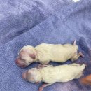 온 동물의료센터 이미지