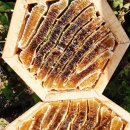 김광석 농장 이미지