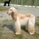 카사노바에리켄넬 이미지