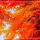 늦가을 만추 / 靑山 손병흥 이미지