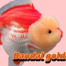 반달인 레드 이미지