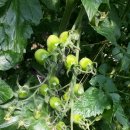 영애농장 이미지