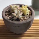 살구미농장 네이버블로그