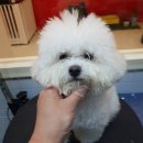 그루밍존 이미지