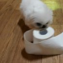 쮸쮸 이미지