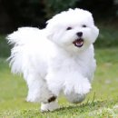 24시 리본동물의료센터 이미지